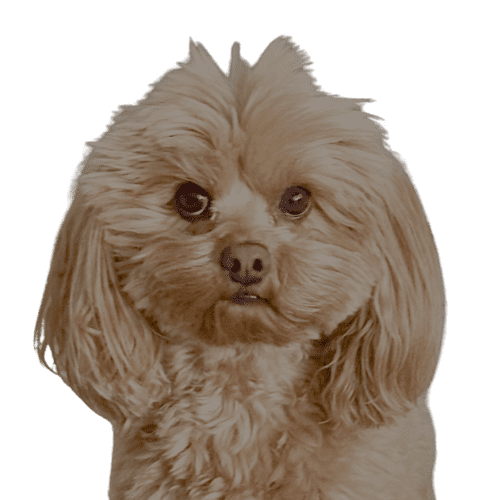 Phoebe